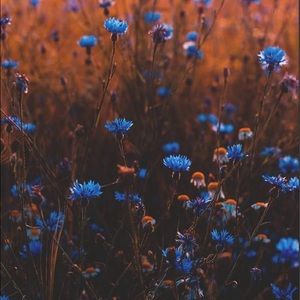 Meet your Posher, Gracie